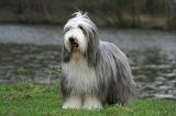 BEARDED COLLIE 287